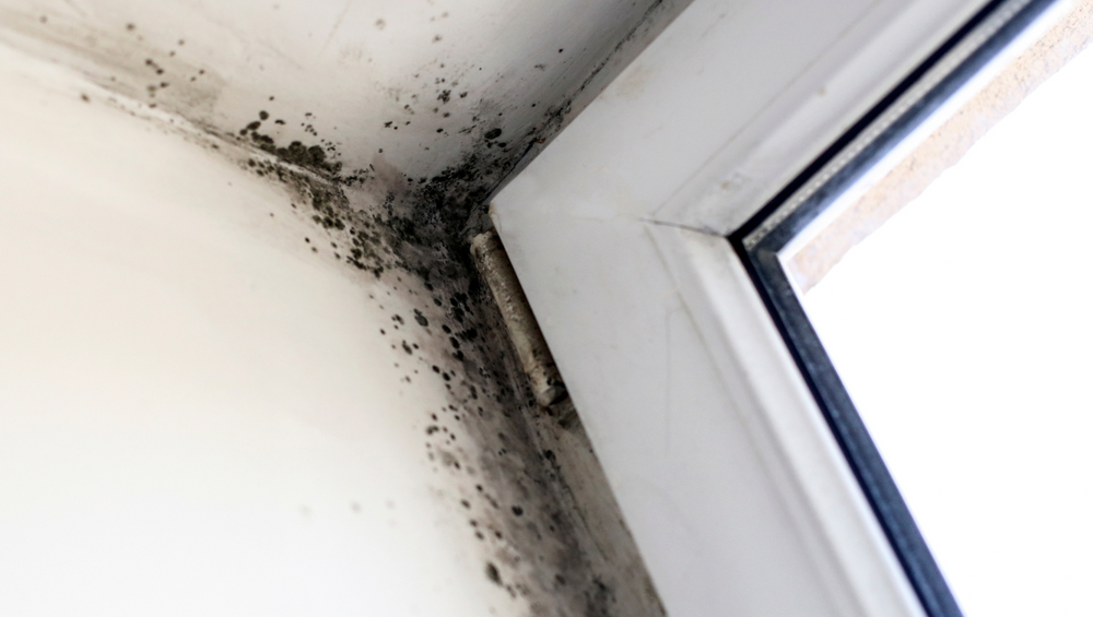 Perform Initial Inspection for Mold Remediation